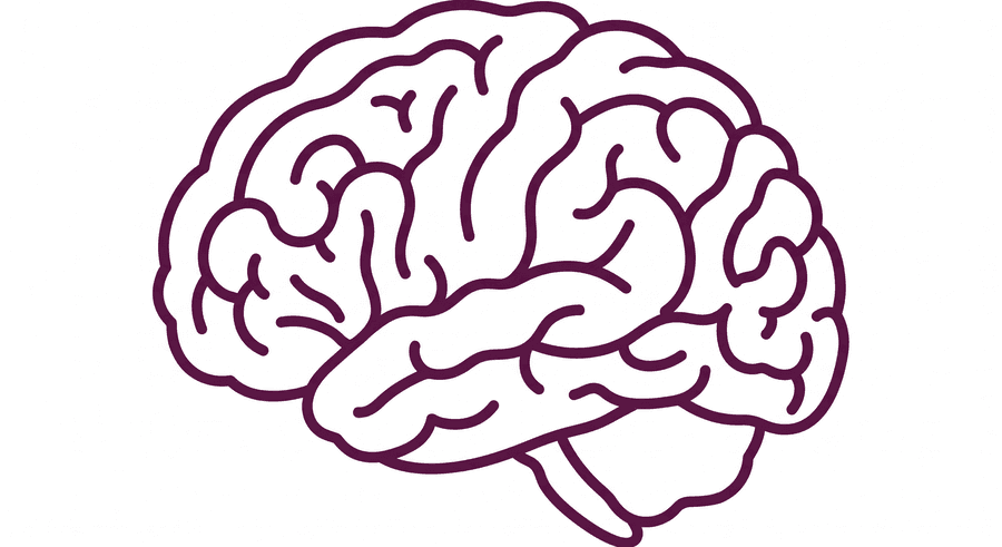 A line drawing of a brain